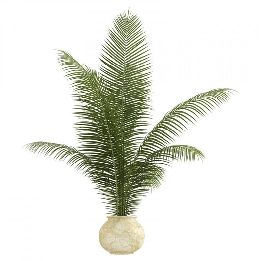 Areca Palm Houseplant