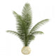Areca Palm Houseplant