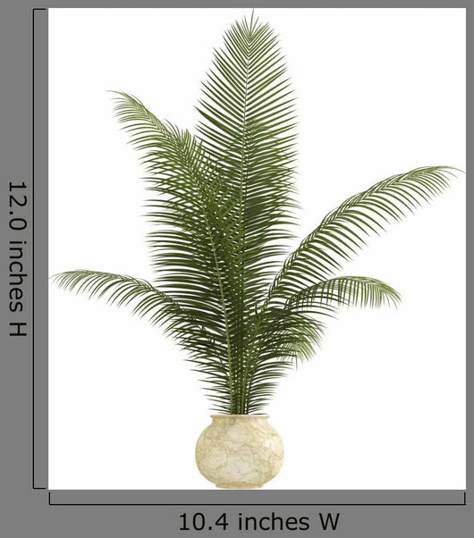 Areca Palm Houseplant