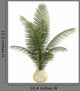 Areca Palm Houseplant
