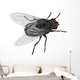Insect Fly Isolated on White Background. Wall Decal