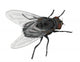Insect Fly Isolated on White Background. Wall Decal