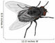 Insect Fly Isolated on White Background. Wall Decal