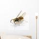Wasp