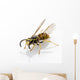 Wasp