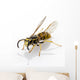 Wasp