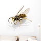 Wasp