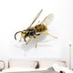 Wasp