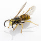 Wasp