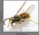 Wasp