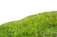 Flowers Meadow