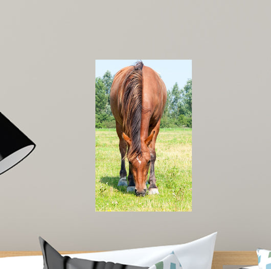 Closeup Eating Brown Horse