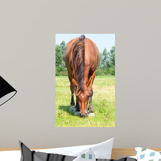 Closeup Eating Brown Horse