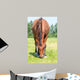 Closeup Eating Brown Horse