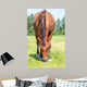 Closeup Eating Brown Horse