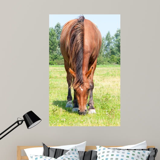 Closeup Eating Brown Horse