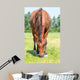 Closeup Eating Brown Horse