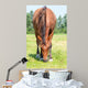 Closeup Eating Brown Horse