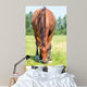 Closeup Eating Brown Horse