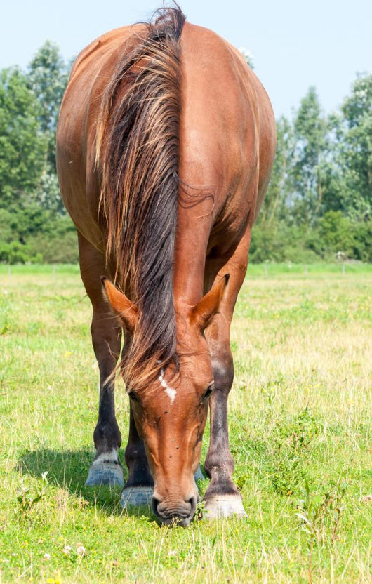 Closeup Eating Brown Horse