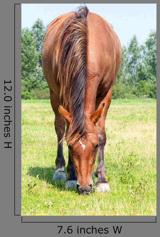 Closeup Eating Brown Horse