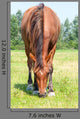 Closeup Eating Brown Horse
