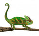 Chameleon Wall Decal