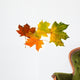 Group of Maple Leaves 2 Wall Decal