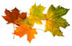 Group of Maple Leaves 2 Wall Decal