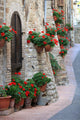 Geranium Flowers Streets Assisi