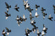 fly past Wall Mural