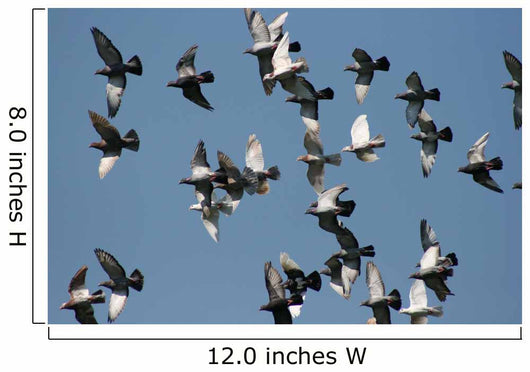 fly past Wall Mural