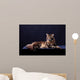 Brown Tabby Maine Coon Wall Mural