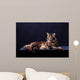 Brown Tabby Maine Coon Wall Mural