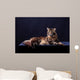 Brown Tabby Maine Coon Wall Mural