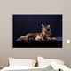Brown Tabby Maine Coon Wall Mural