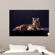Brown Tabby Maine Coon Wall Mural