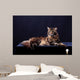 Brown Tabby Maine Coon Wall Mural