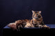 Brown Tabby Maine Coon Wall Mural