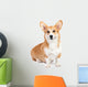 Corgi dog in studio Wall Decal