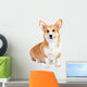 Corgi dog in studio Wall Decal