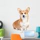 Corgi dog in studio Wall Decal