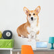 Corgi dog in studio Wall Decal