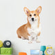 Corgi dog in studio Wall Decal