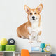 Corgi dog in studio Wall Decal