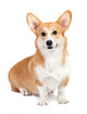 Corgi dog in studio Wall Decal