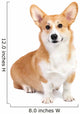 Corgi dog in studio Wall Decal