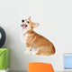 Corgi Dog in Studio Wall Decal