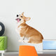 Corgi Dog in Studio Wall Decal