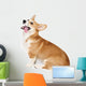 Corgi Dog in Studio Wall Decal
